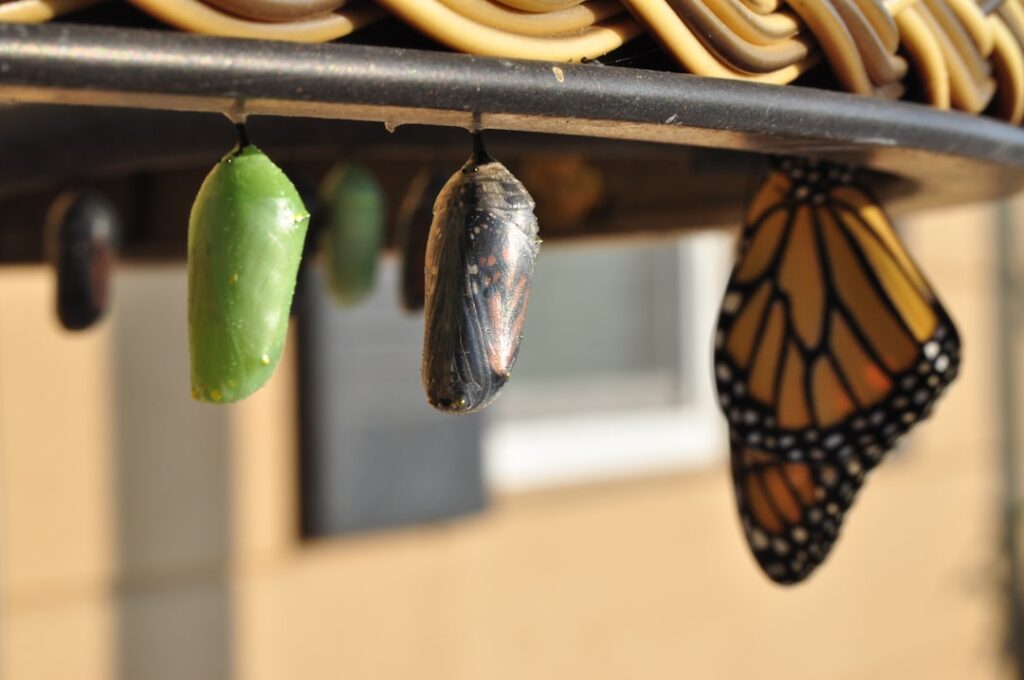 Photo Transformation