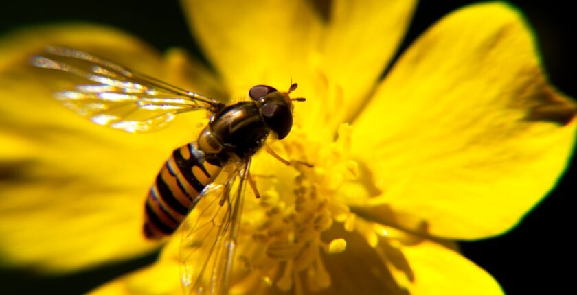 Photo Biodiversity