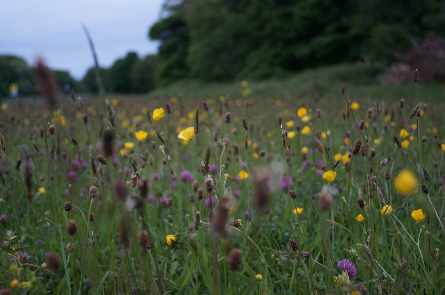 Photo Biodiversity