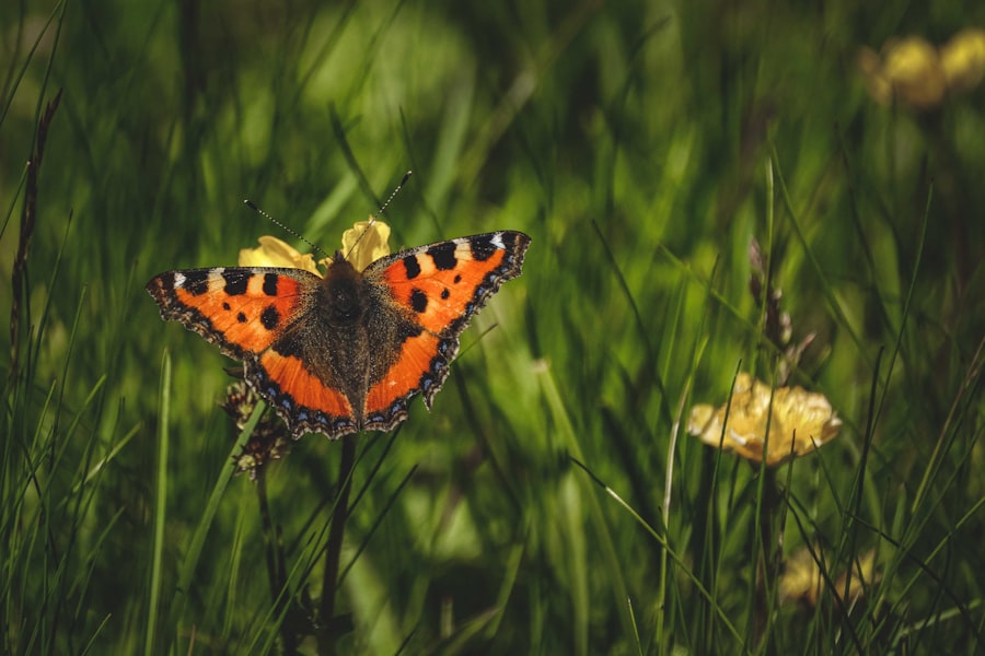 Photo Transformation and management of conflicting priorities