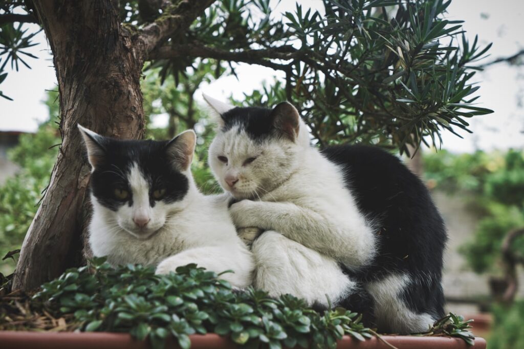 Photo cat bonds