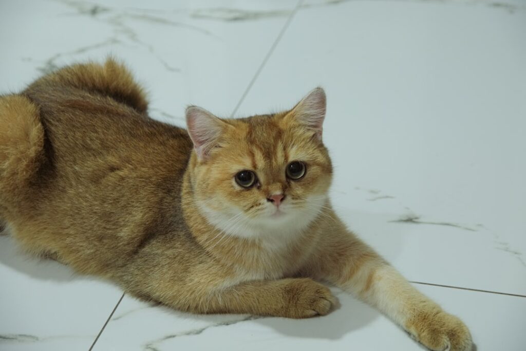 Photo CatNat