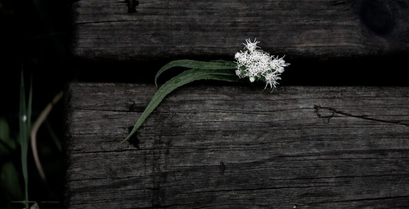 Photo resilience