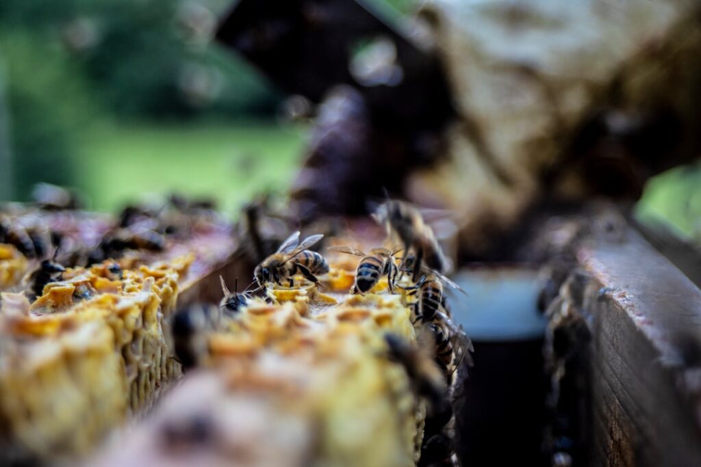 Photo Biodiversity