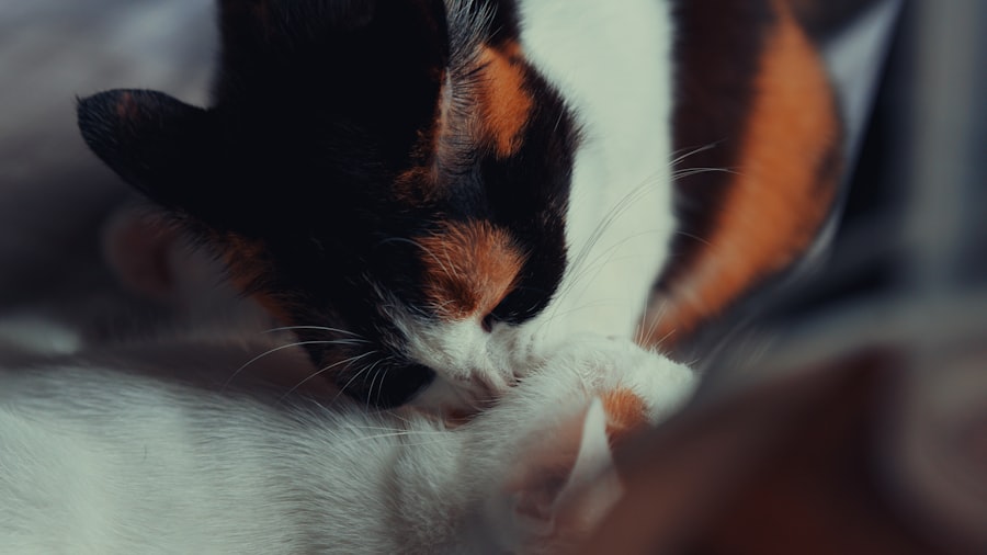 cat bonds