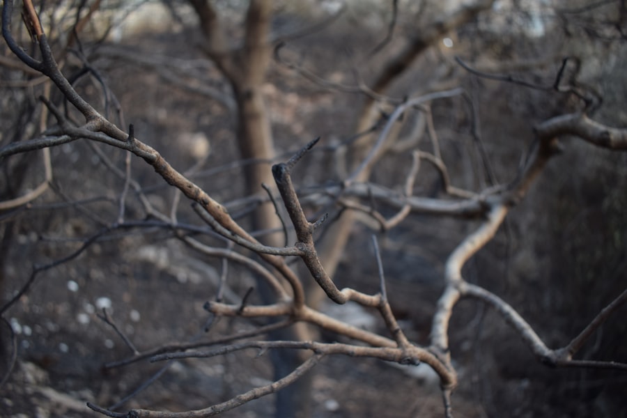 Forest fires