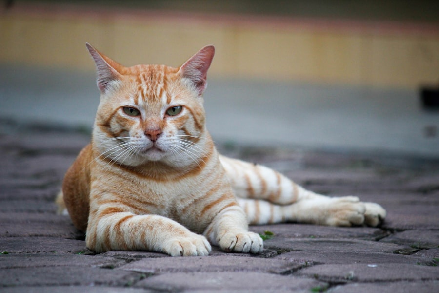 cat bonds