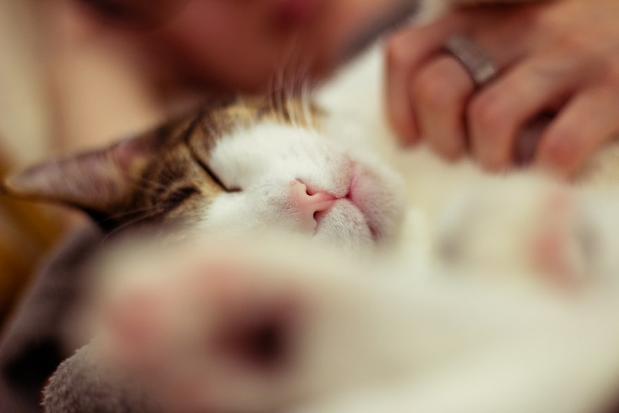 cat bonds