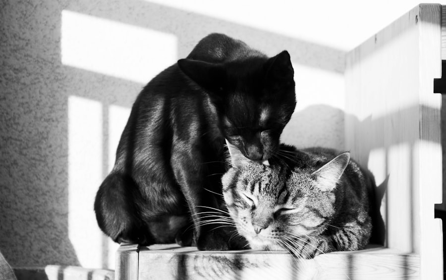 cat bonds