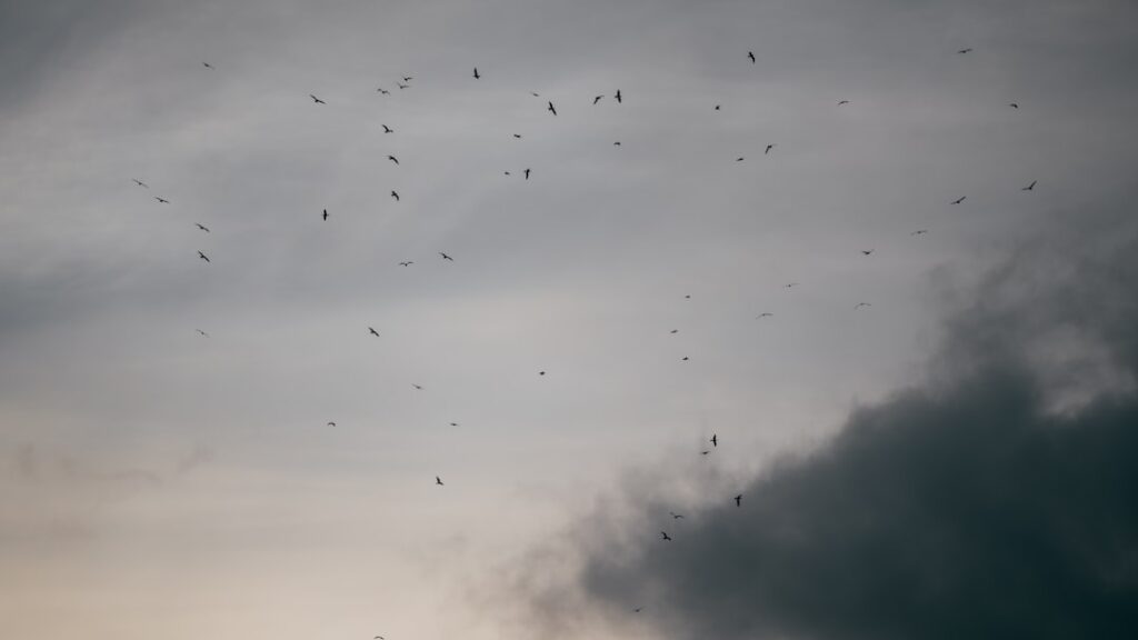 Photo Migration cloud
