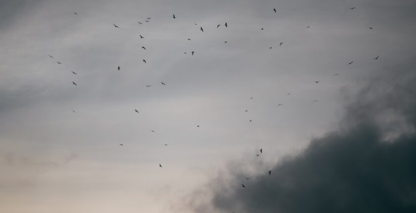 Photo Migration cloud