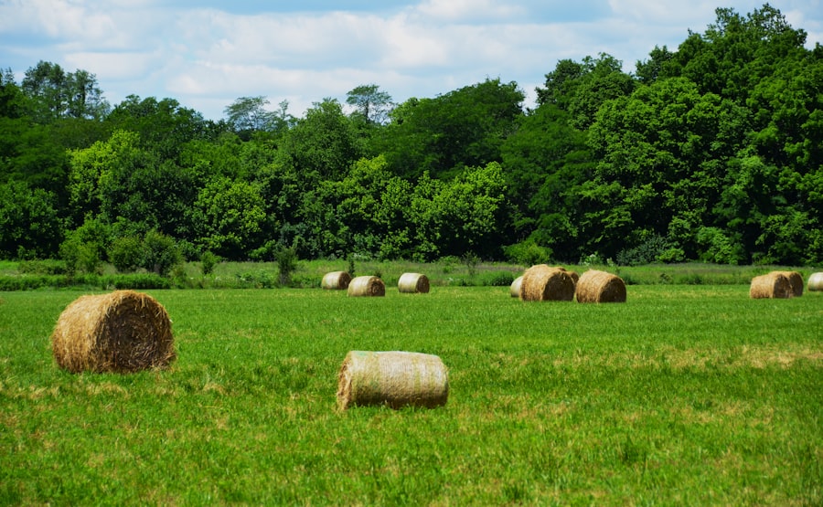 Photo Agricultural insurance