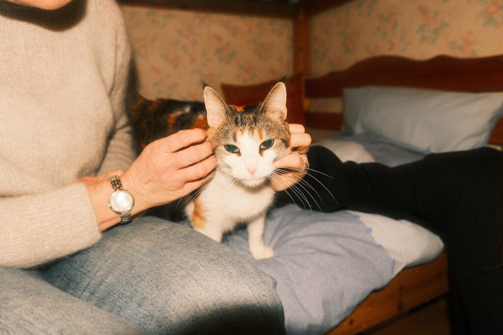 Photo Cat bonds