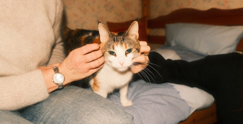 Photo Cat bonds