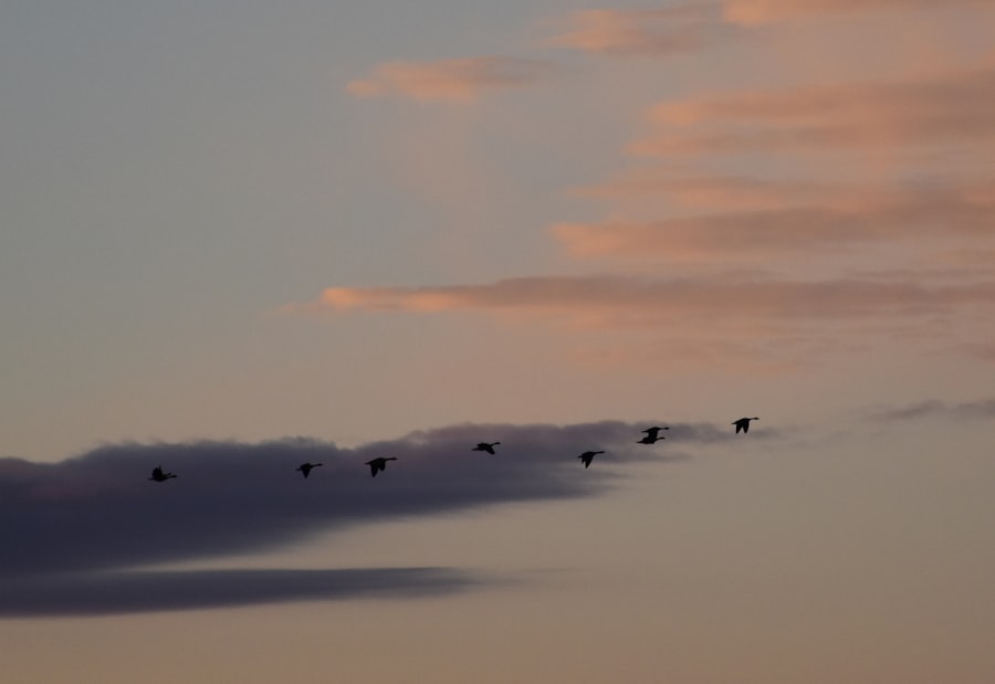 Photo migration cloud