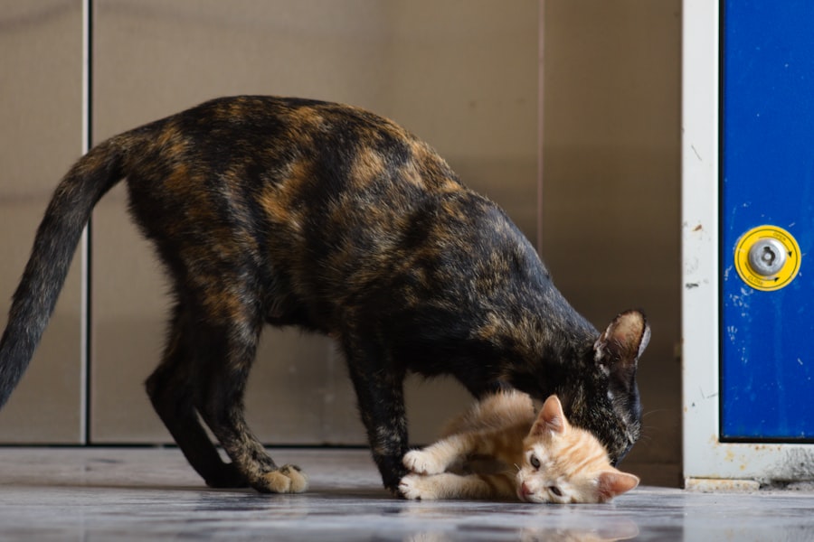 Photo cat bonds