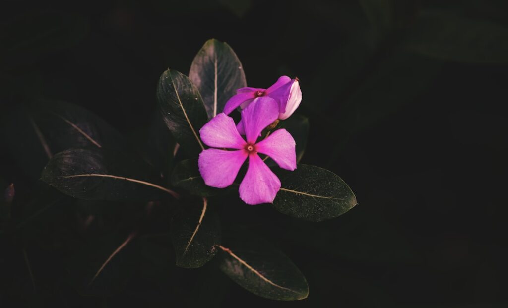 Photo Taxonomy